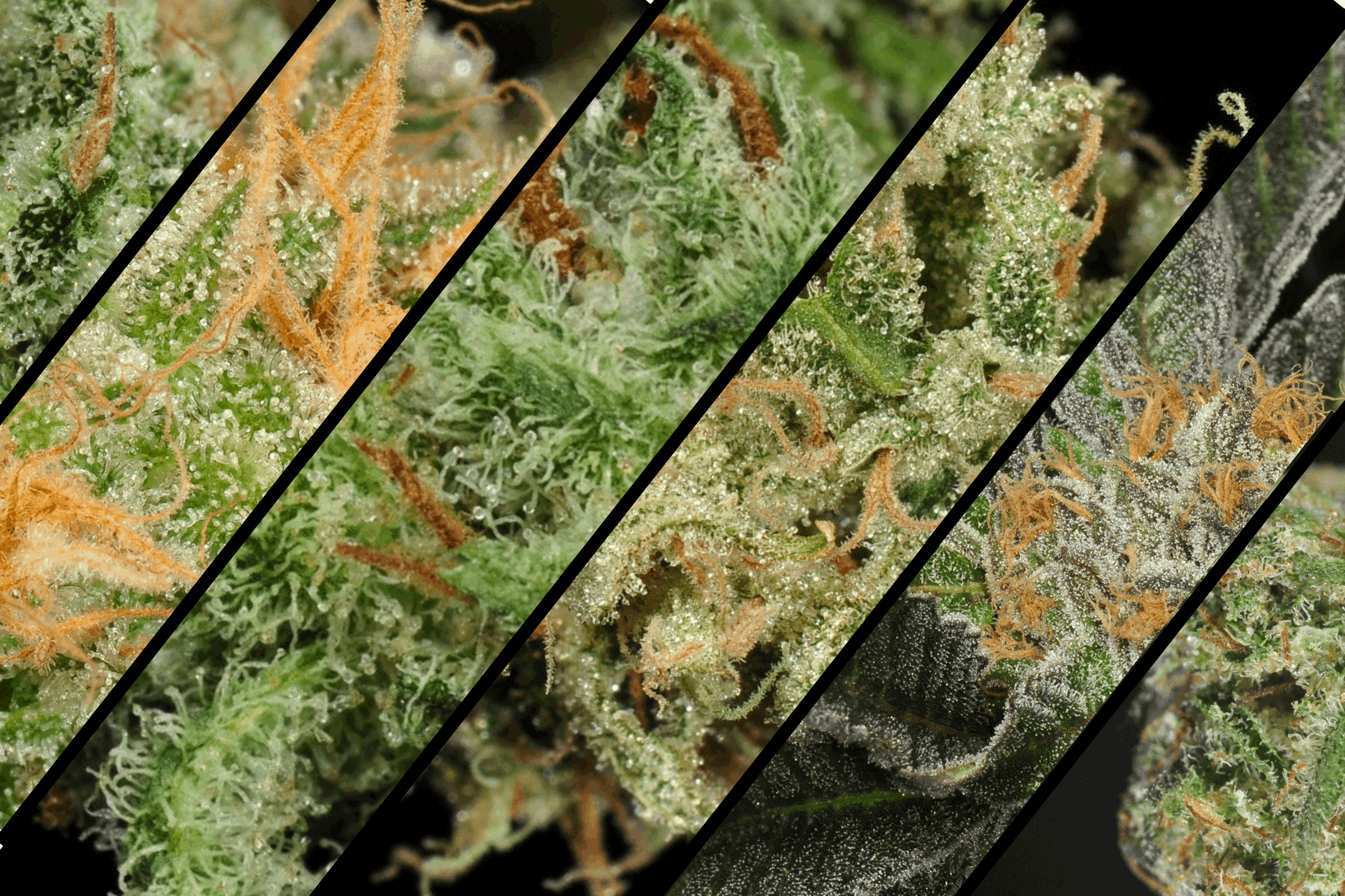 KindHealth Marijuana Doctors