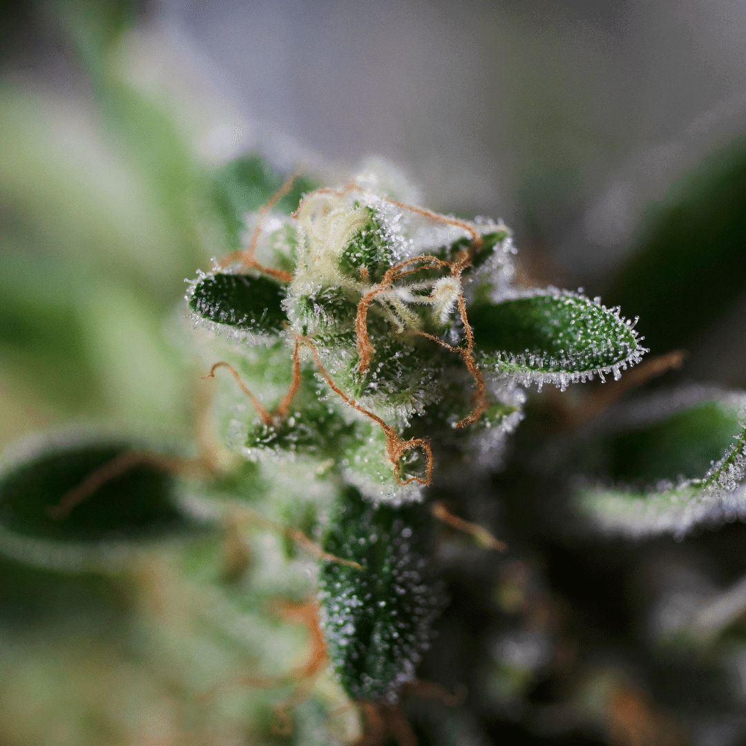 Cannabis Bud