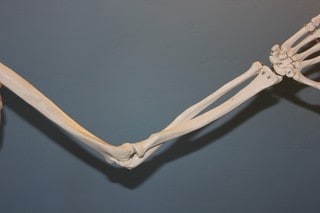 skeleton arm